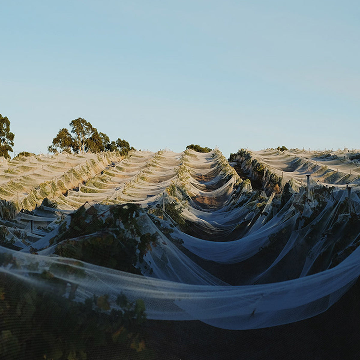 Spinifex Papillon 2023
