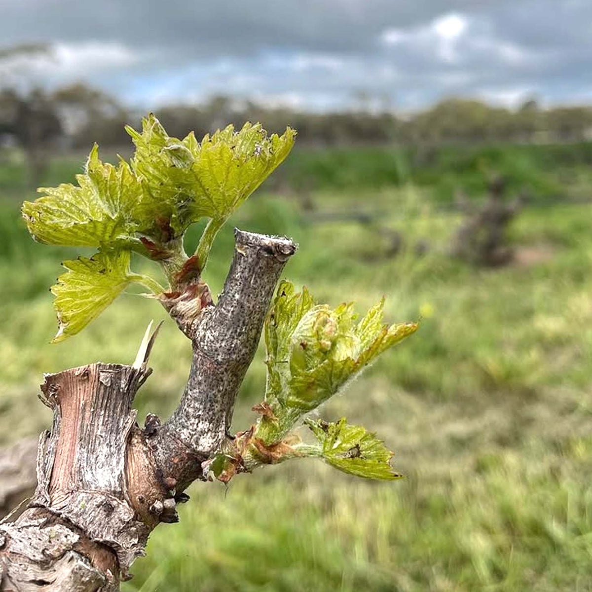Spinifex Papillon 2025