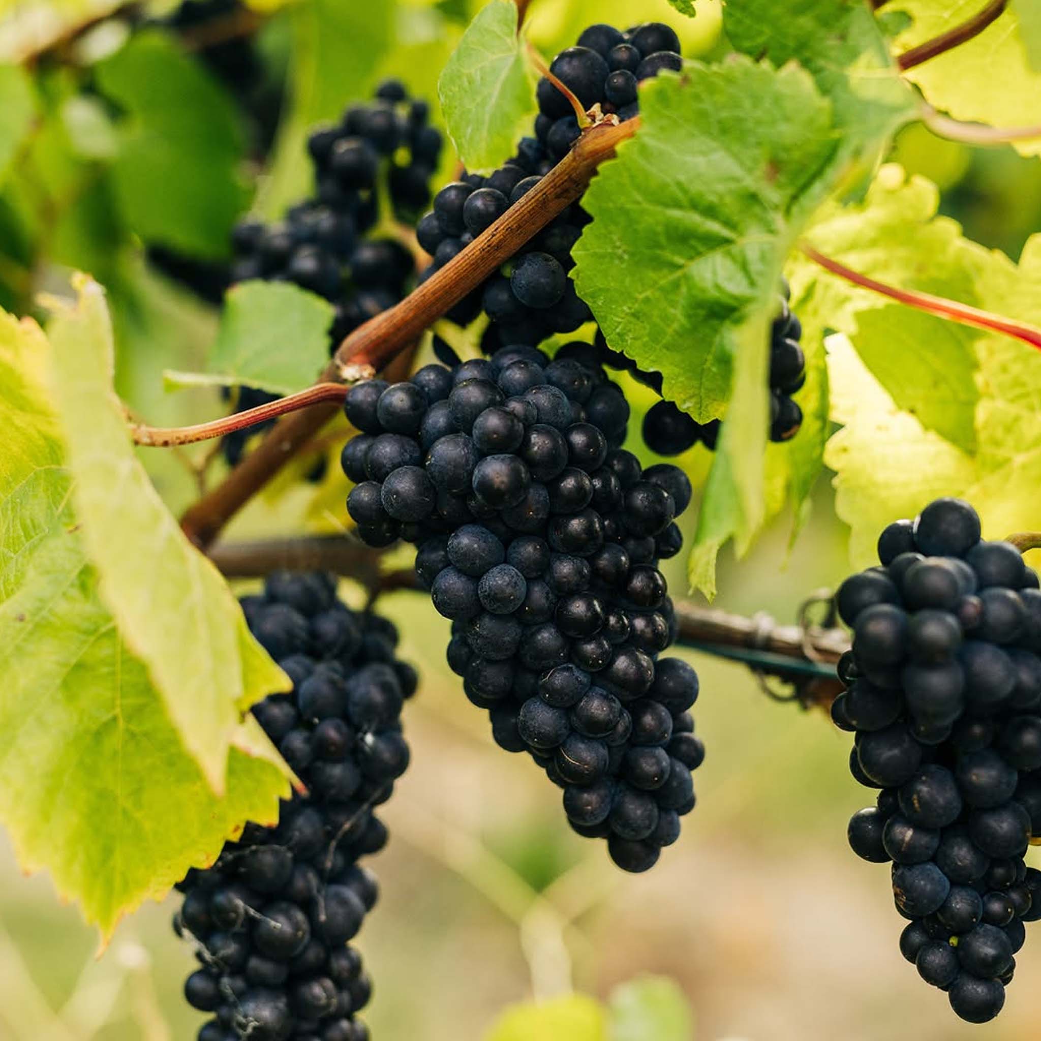 Stargazer Pinot Noir 2024