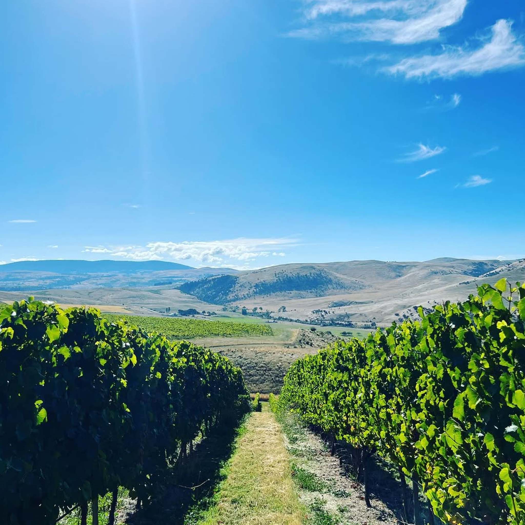 Stargazer Tupelo 2025