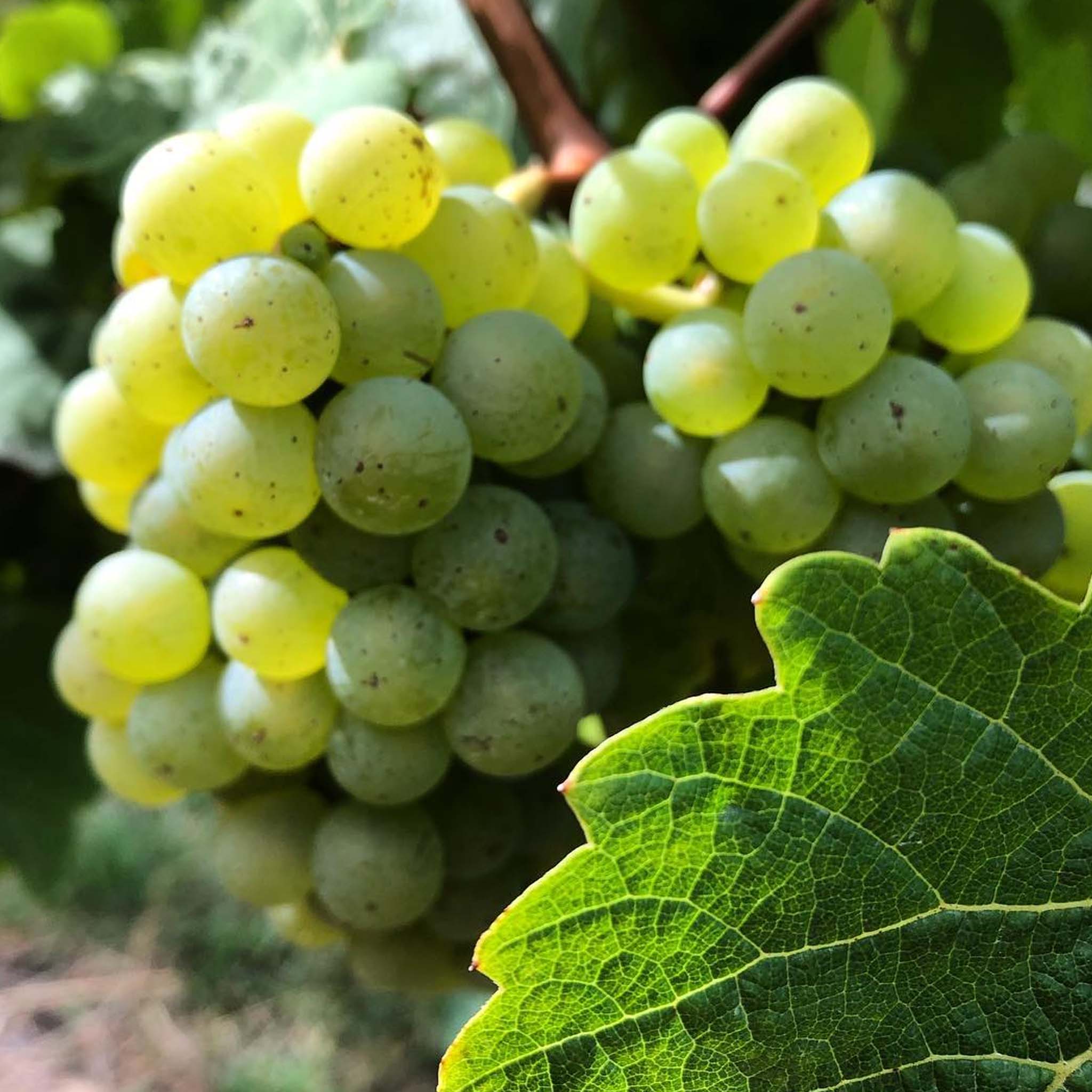 Stargazer Tupelo 2025