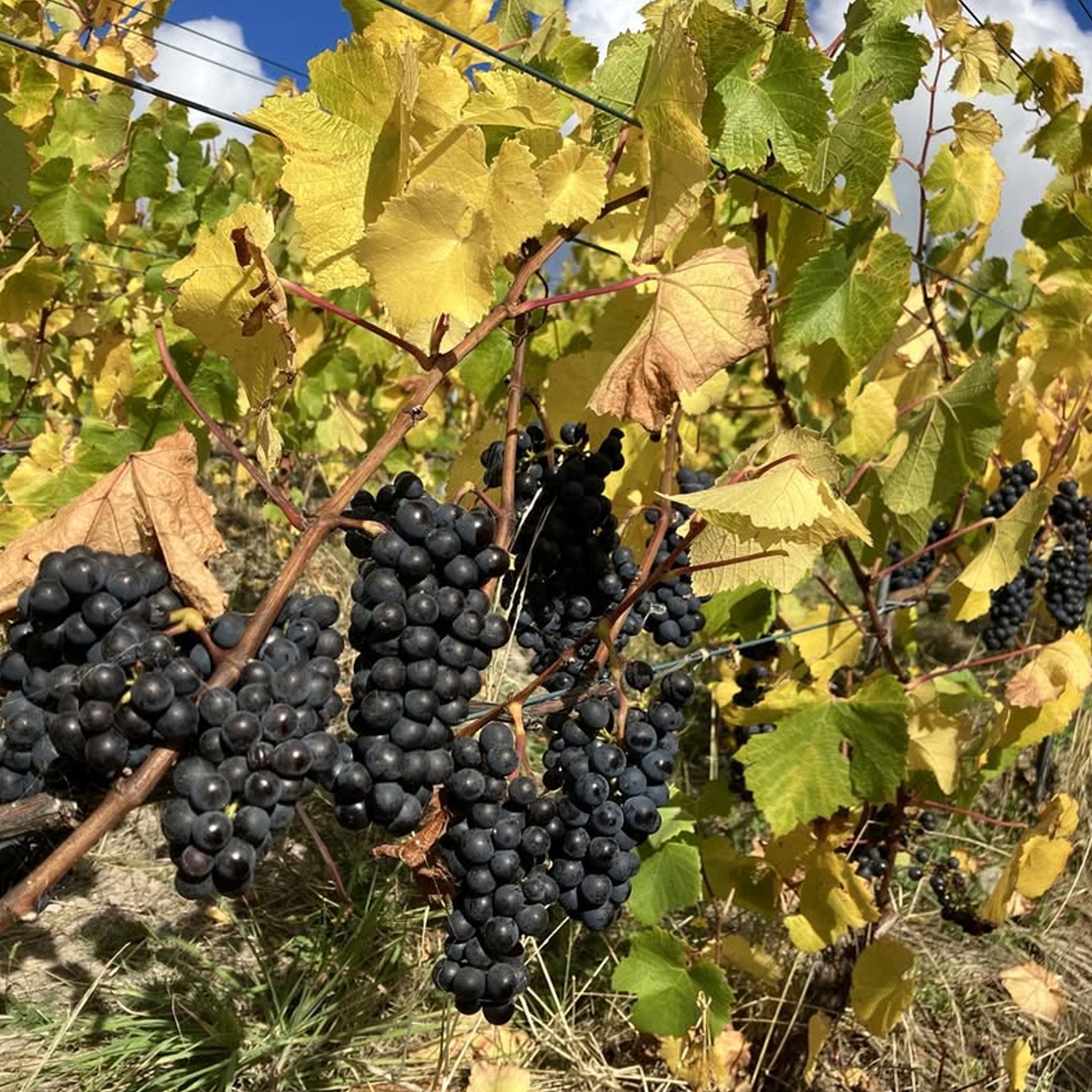 Stefano Lubiana Primavera Pinot Noir 2024