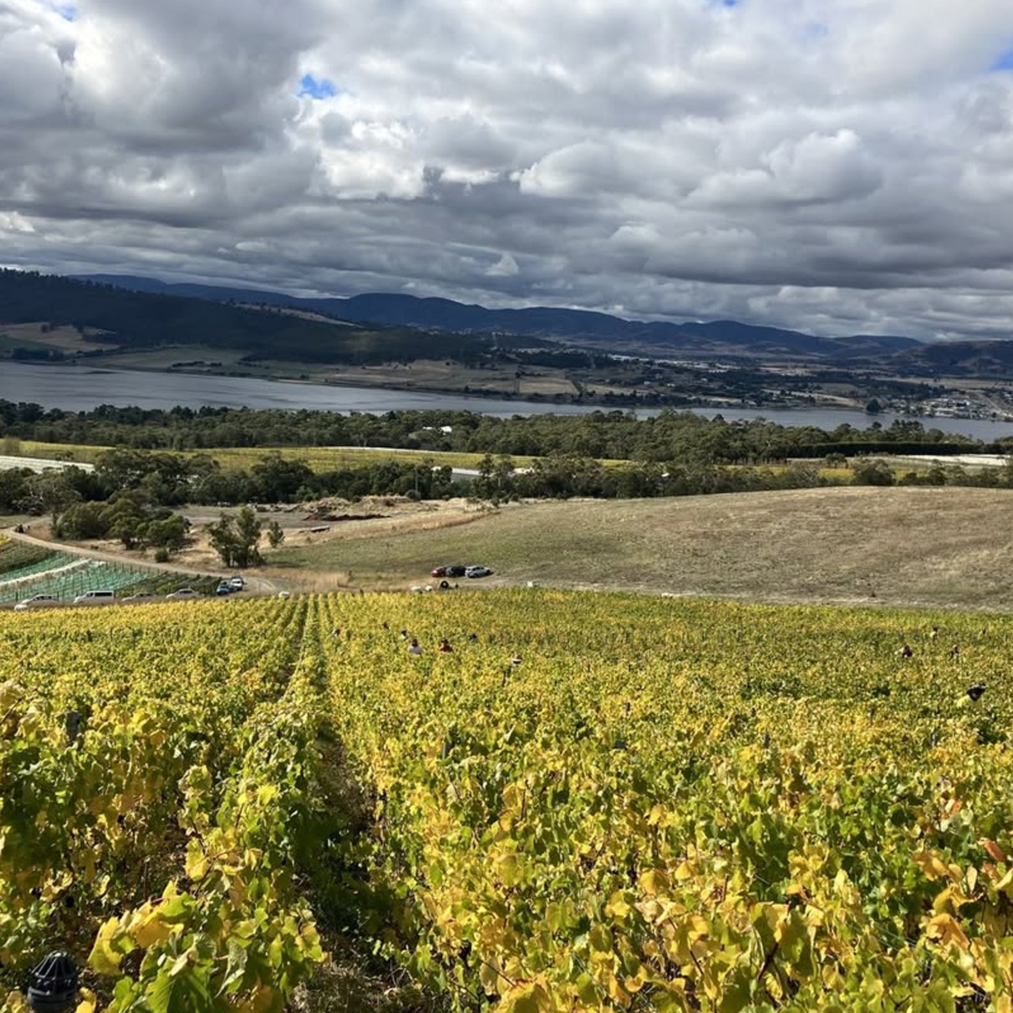 Stefano Lubiana Primavera Pinot Noir 2024