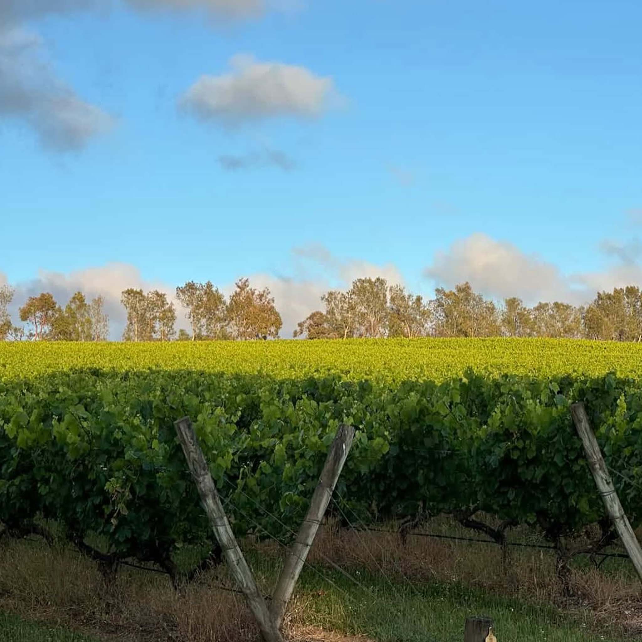 Stonier Pinot Noir 2025