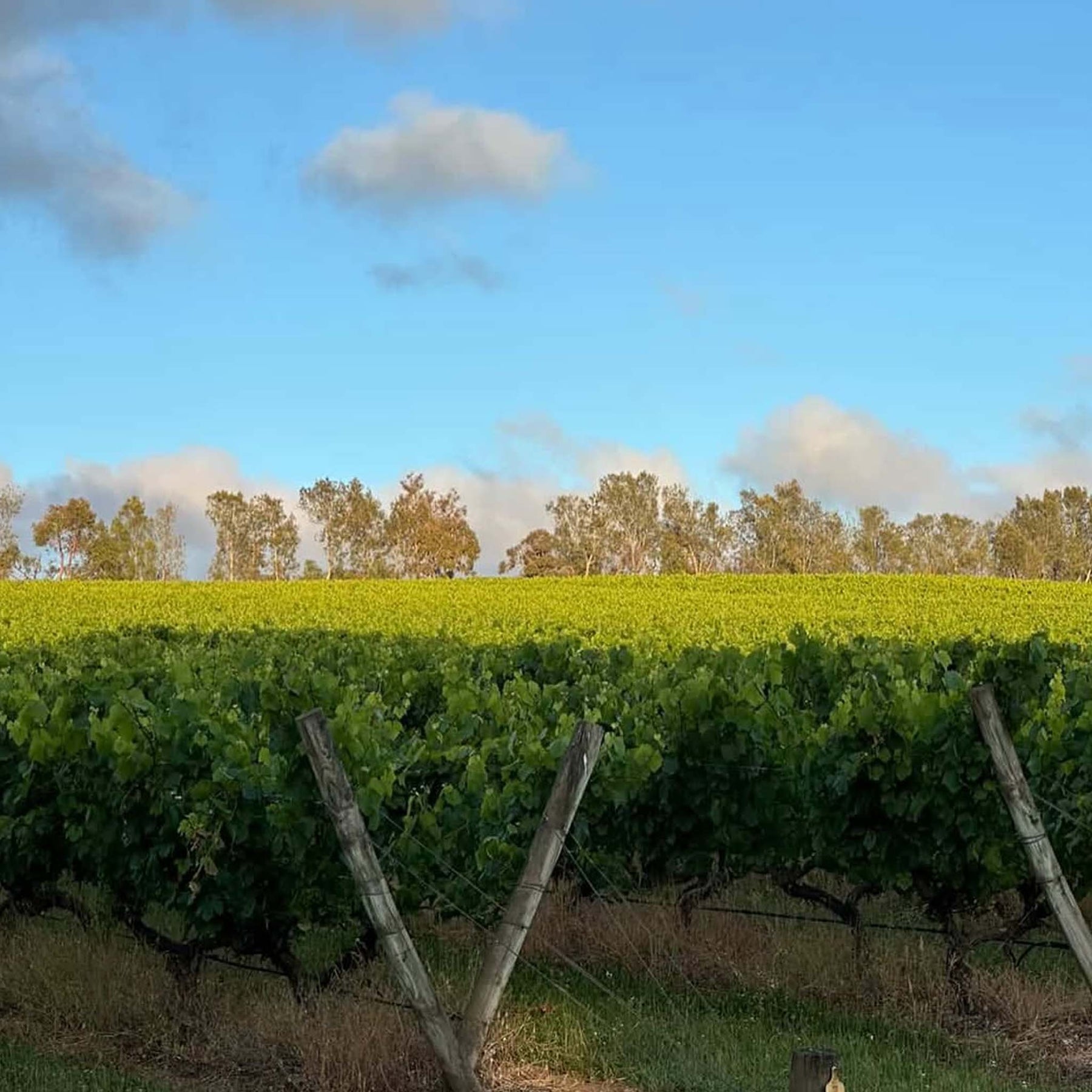 Stonier Pinot Noir 2025
