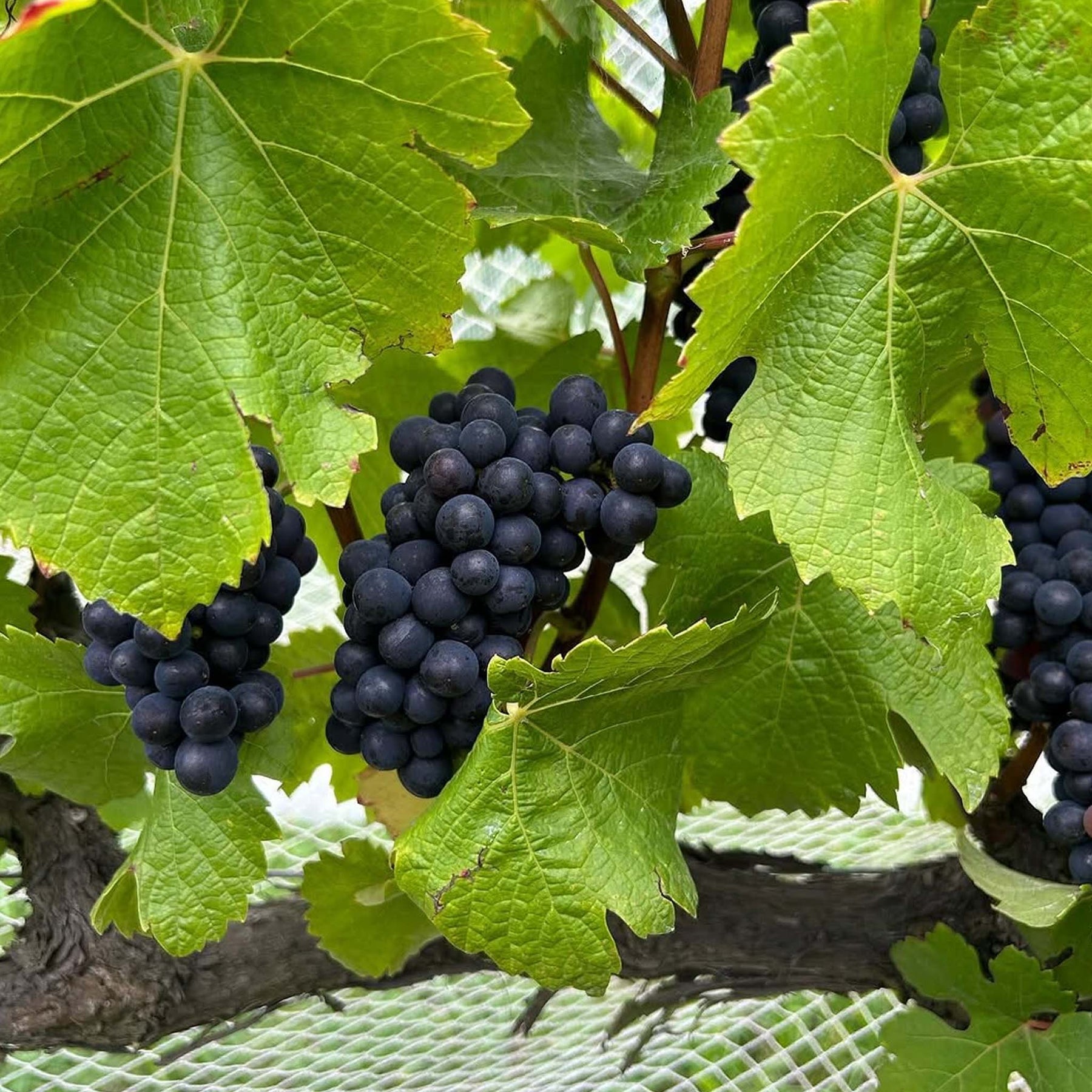 Stonier Pinot Noir 2025