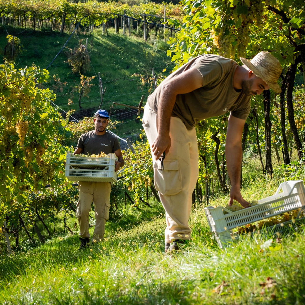 Suavia Soave Classico 2024