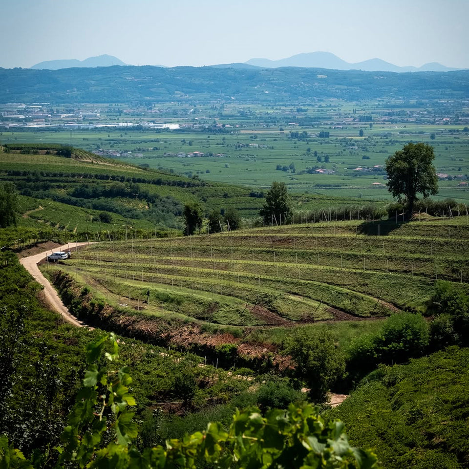 The Vineyard brand story