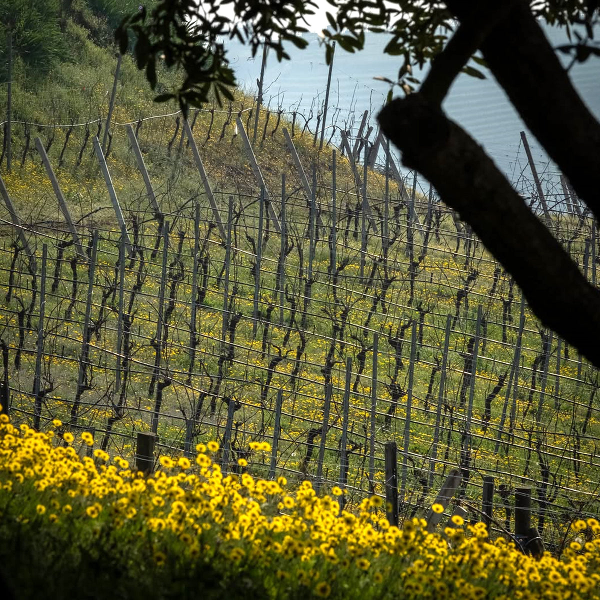 Suavia Soave Classico 2023