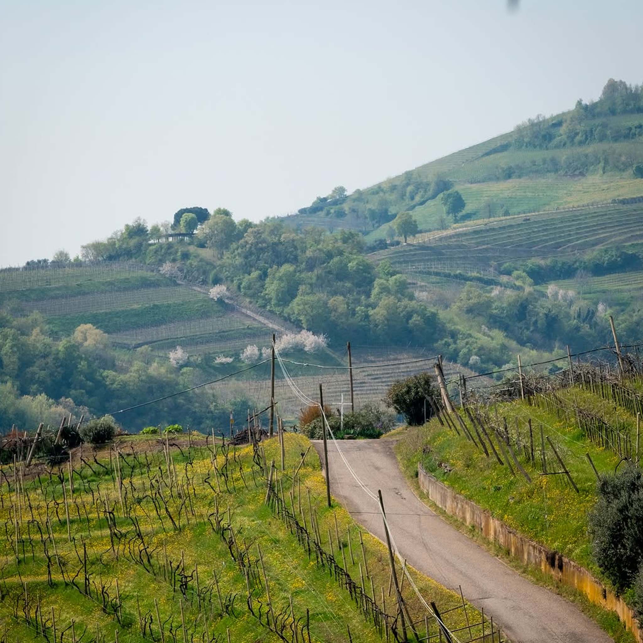 Suavia Soave Classico 2024
