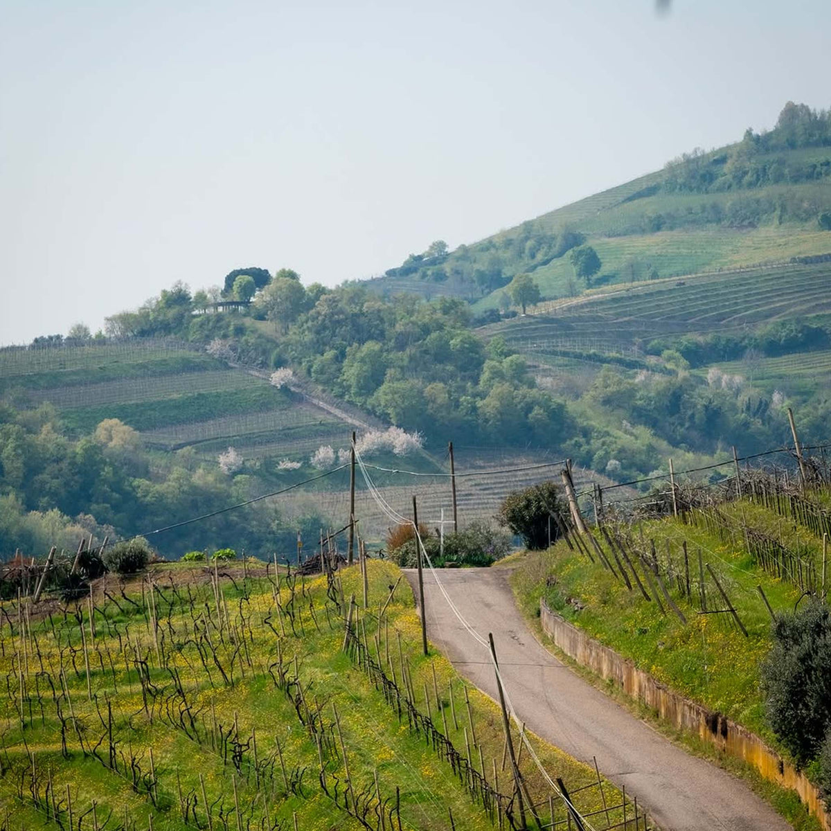 Suavia Soave Classico 2024