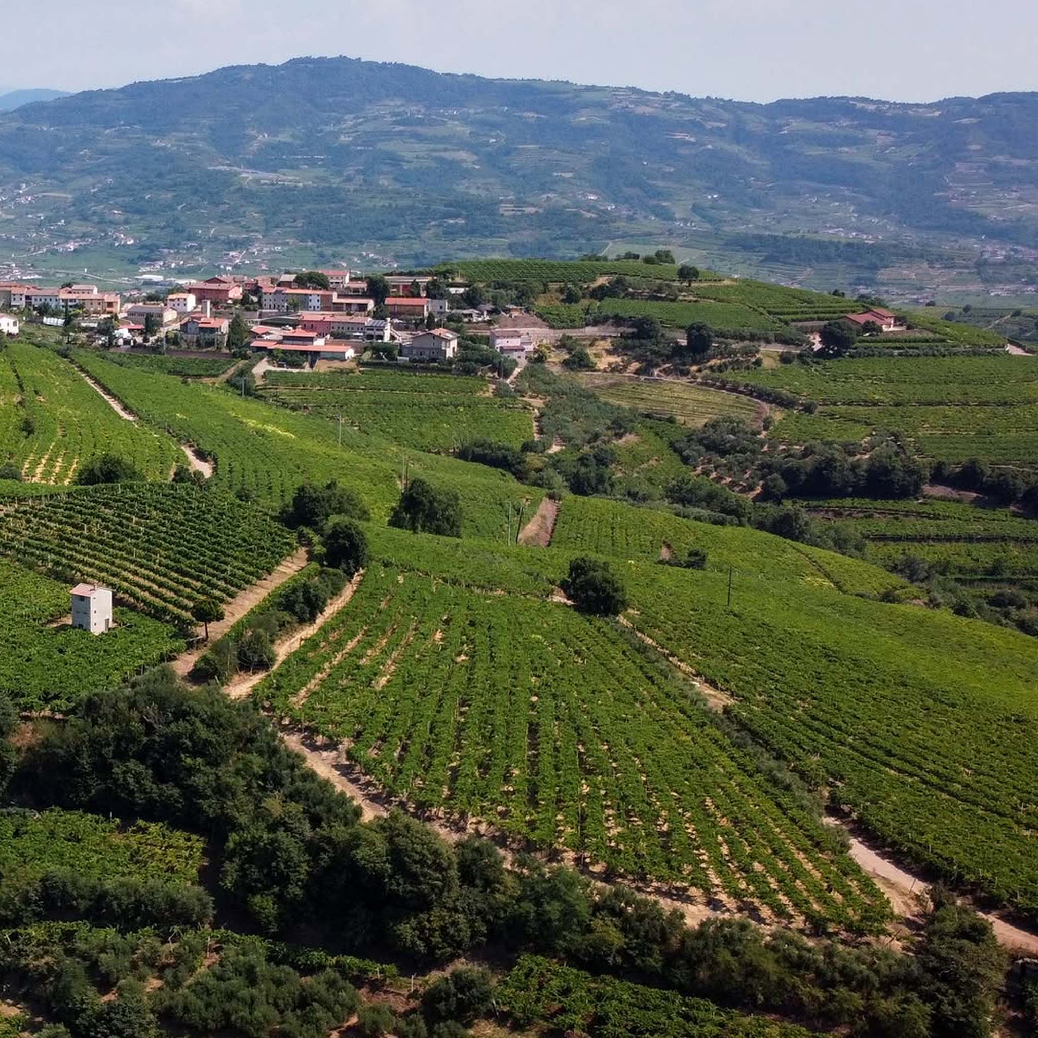 Suavia Soave Classico 2024