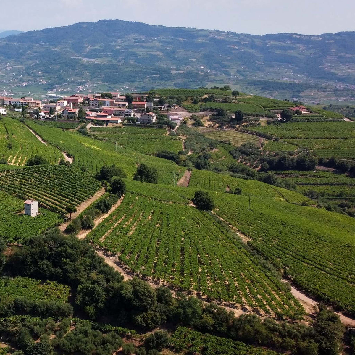 Suavia Soave Classico 2024