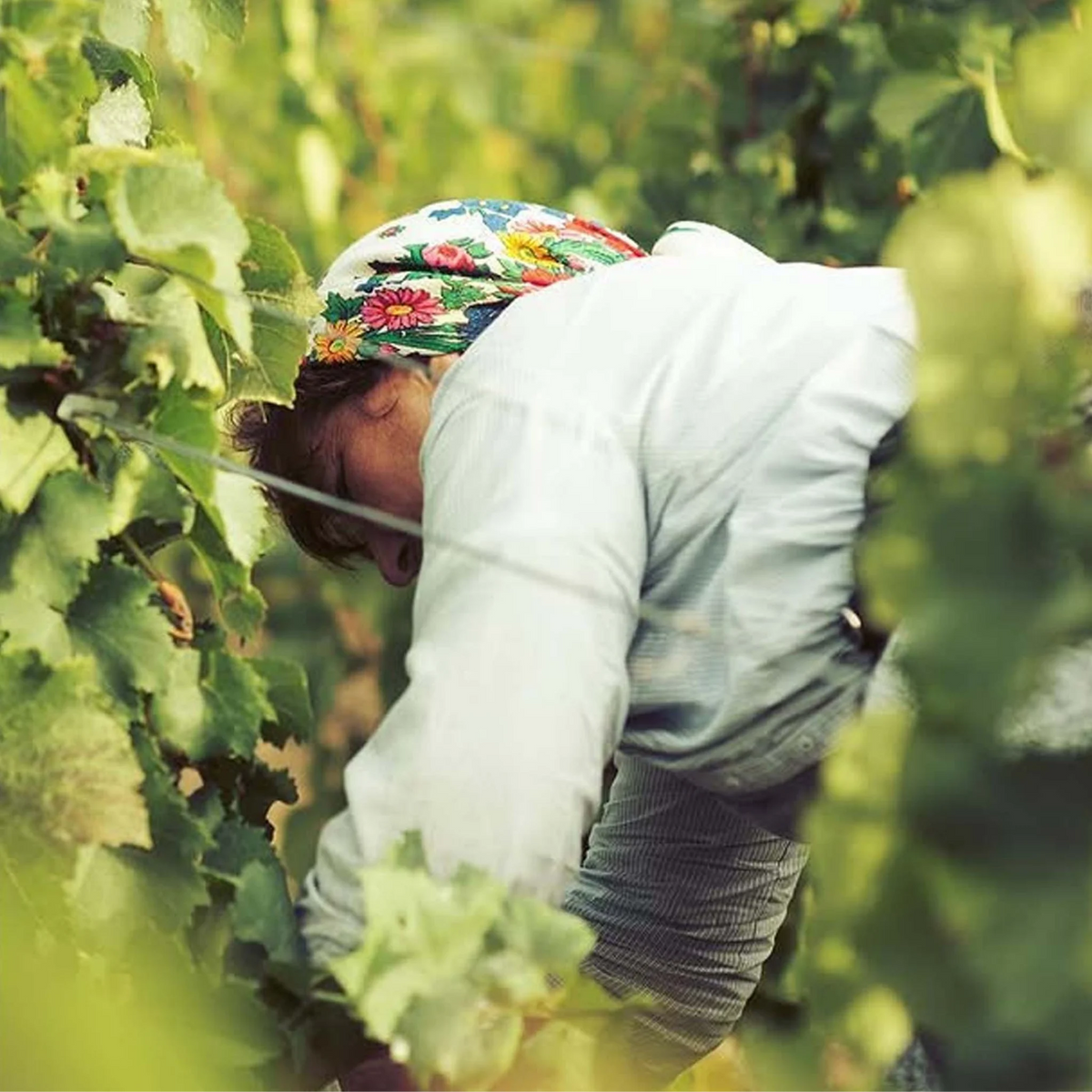 Taittinger Les Folies de la Marquetterie NV
