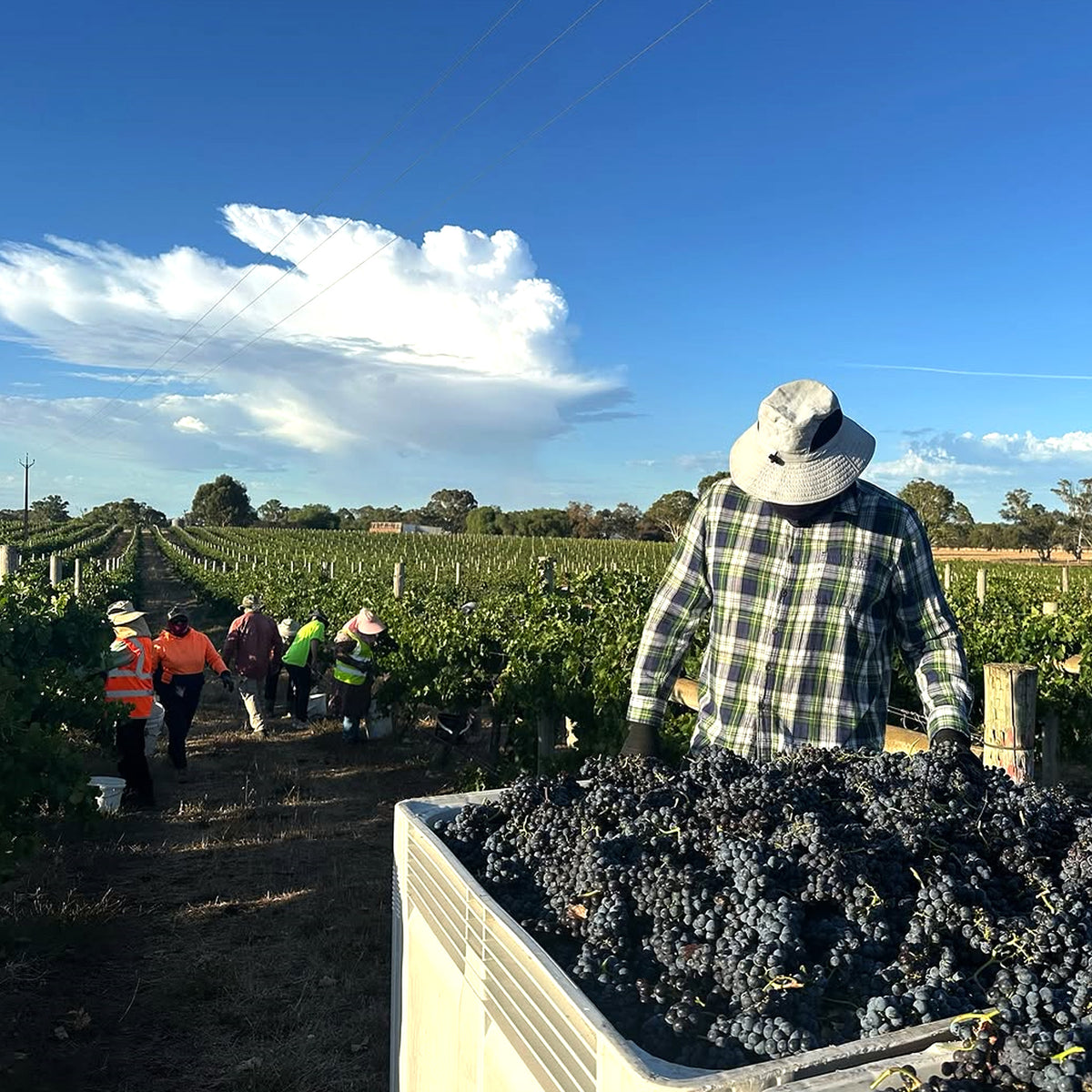 Tapanappa Foggy Hill Vineyard Pinot Noir 2023