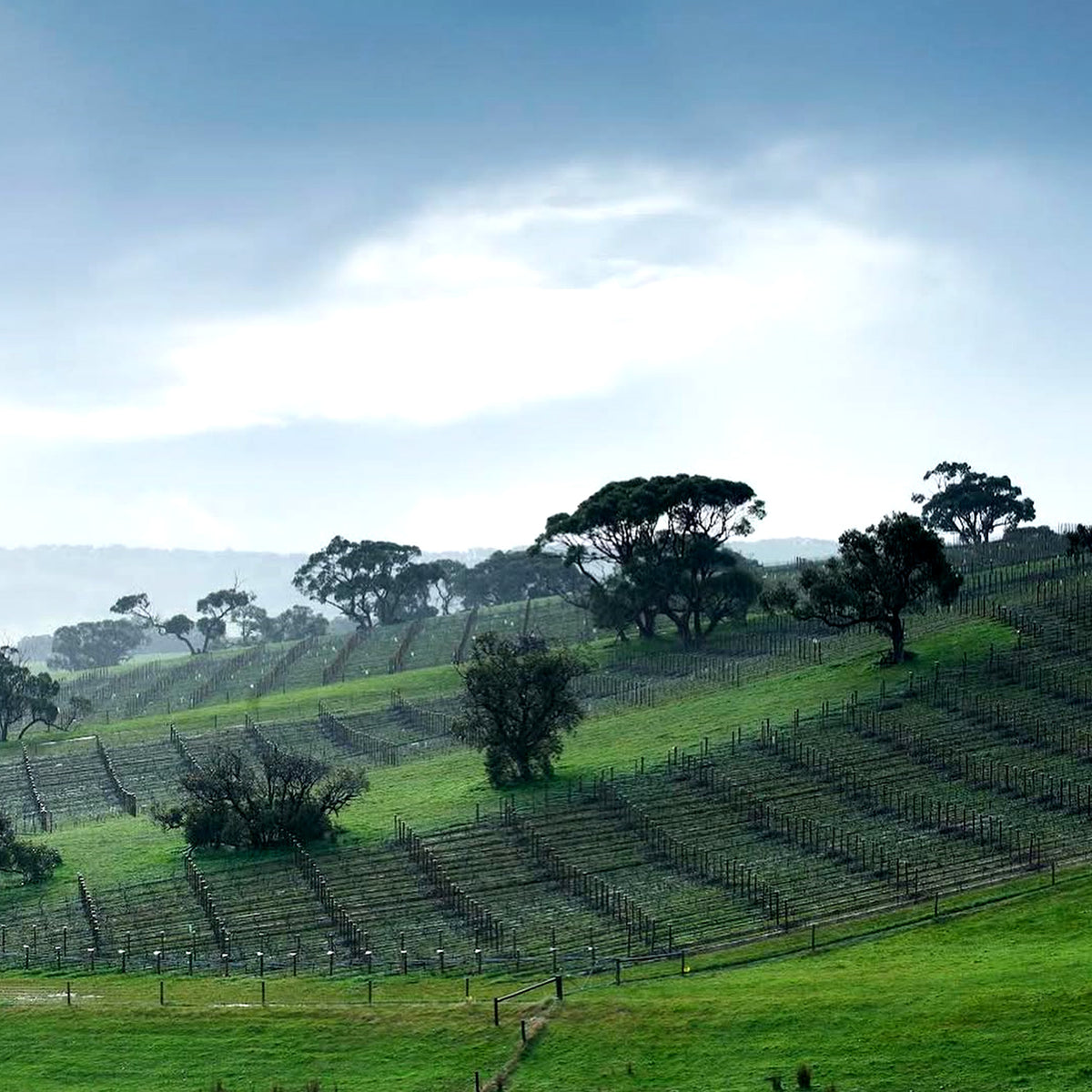 Tapanappa Foggy Hill Vineyard Pinot Noir 2023