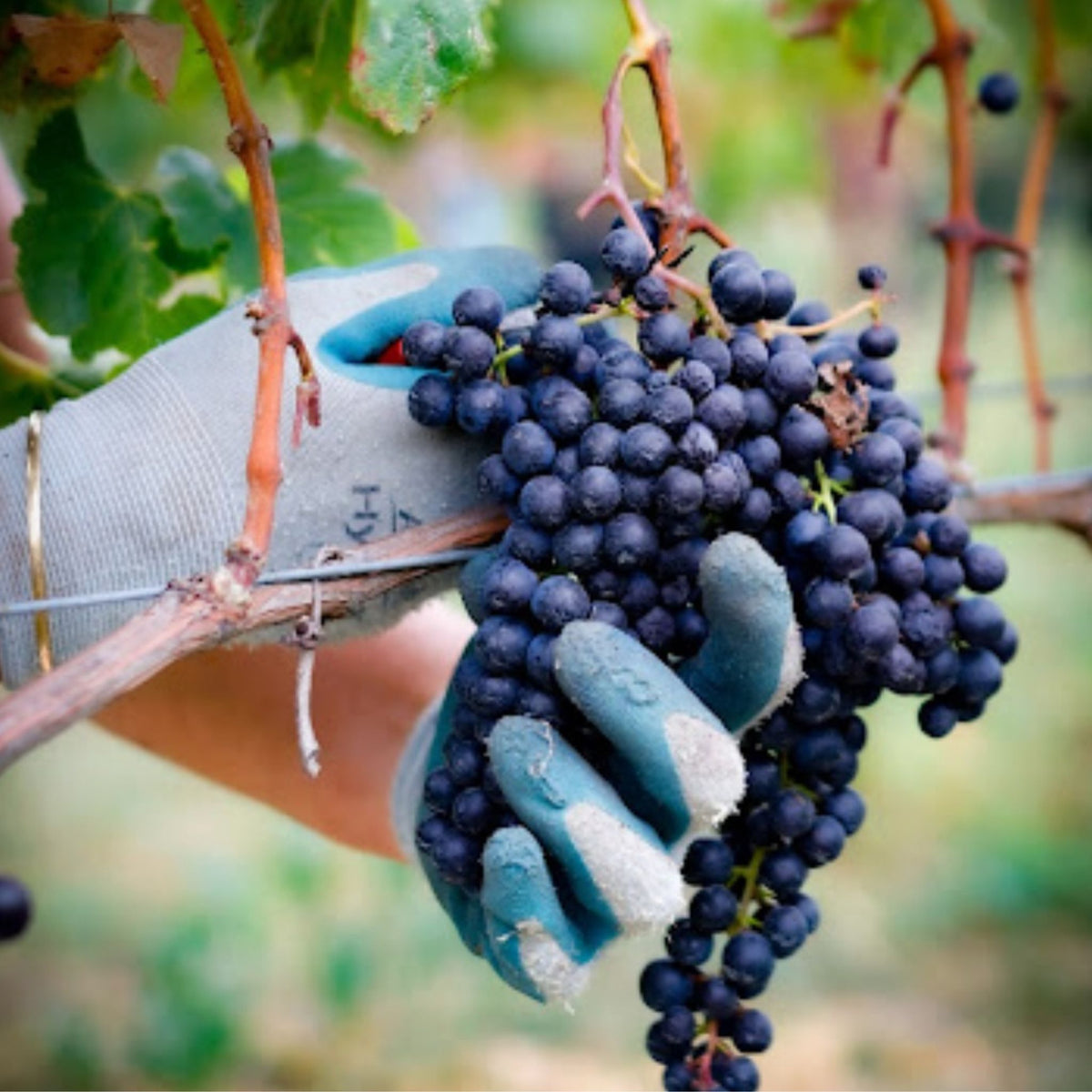 Te Mata Alma Pinot Noir 2024