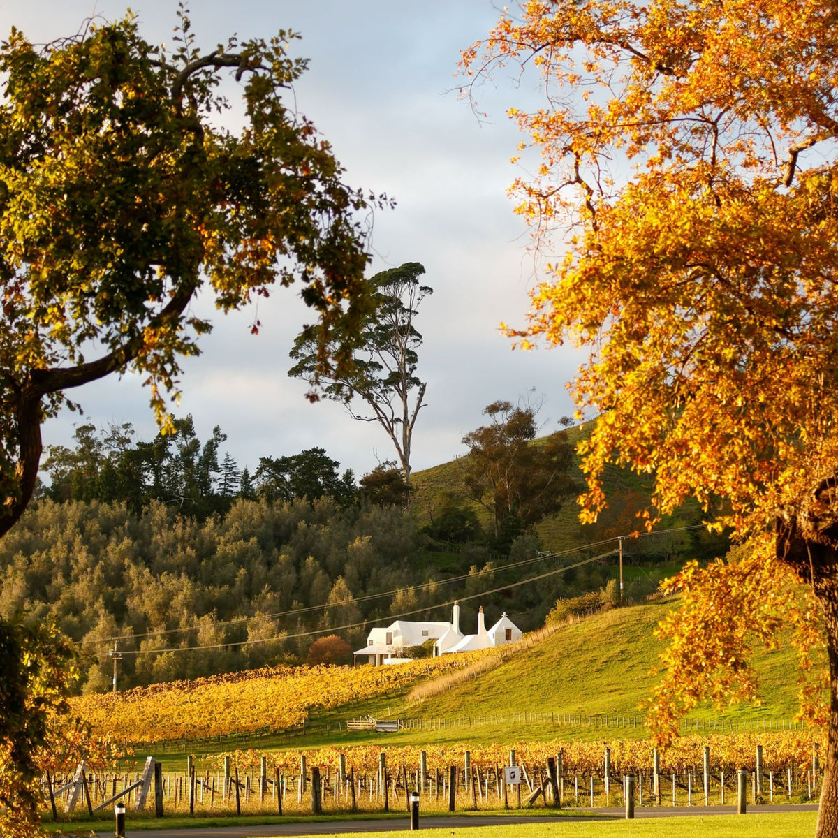 Te Mata Alma Pinot Noir 2024