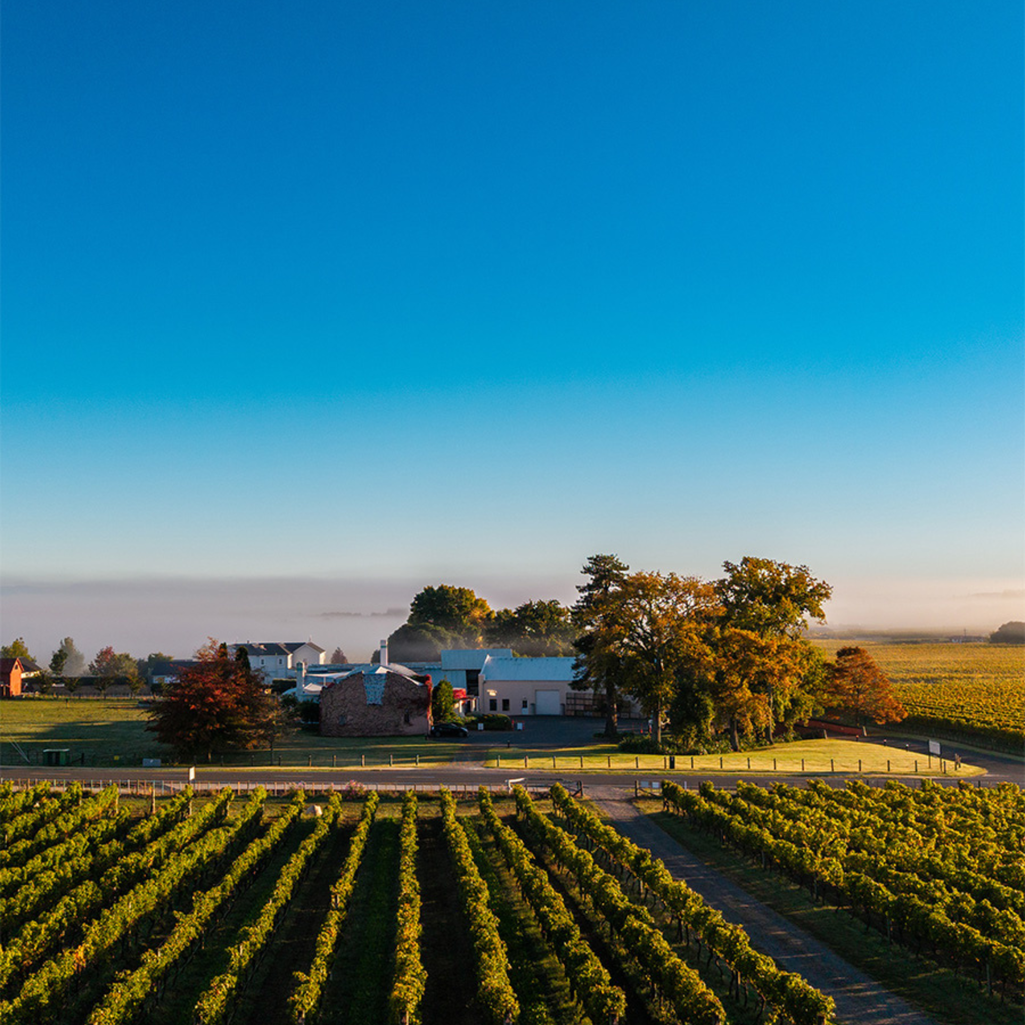 Te Mata Cape Crest Sauvignon Blanc 2024