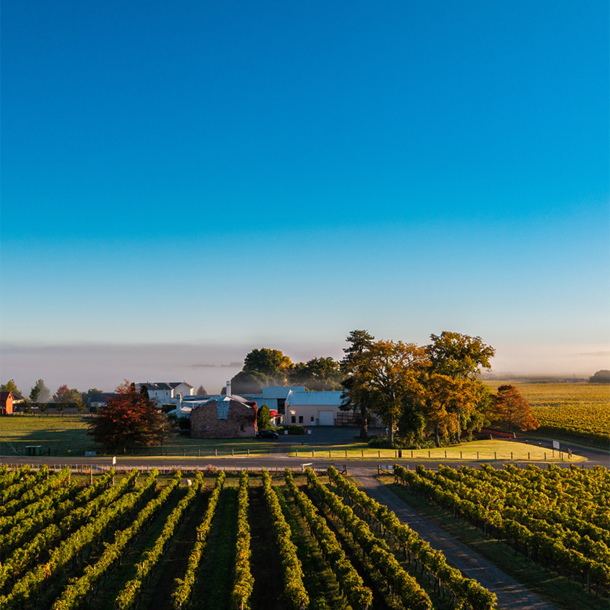 Te Mata Cape Crest Sauvignon Blanc 2024
