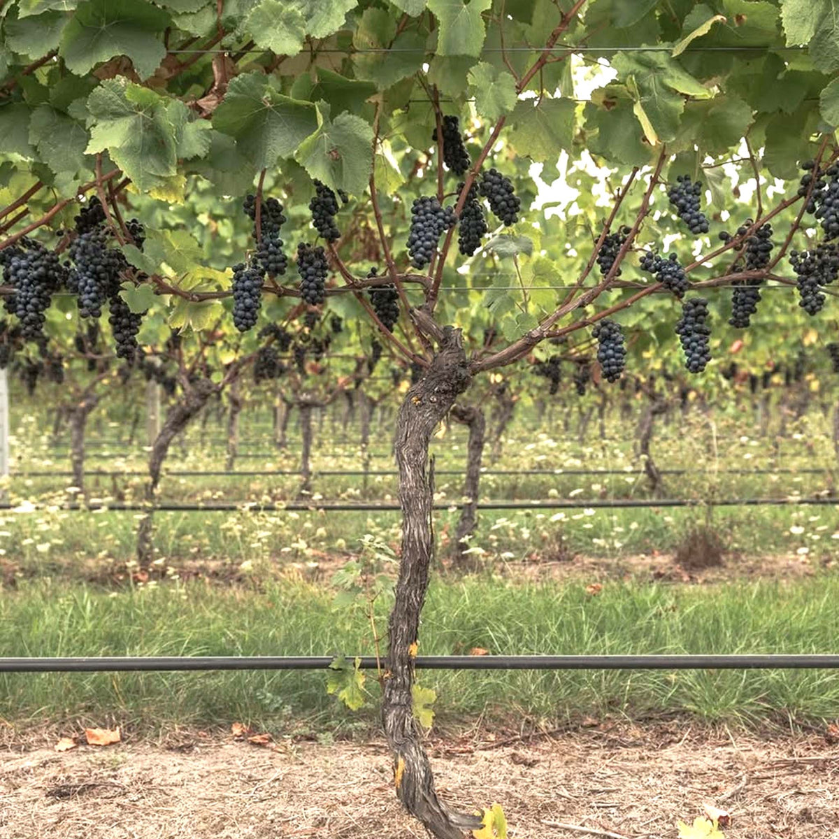 Te Kairanga Estate Pinot Noir 2025