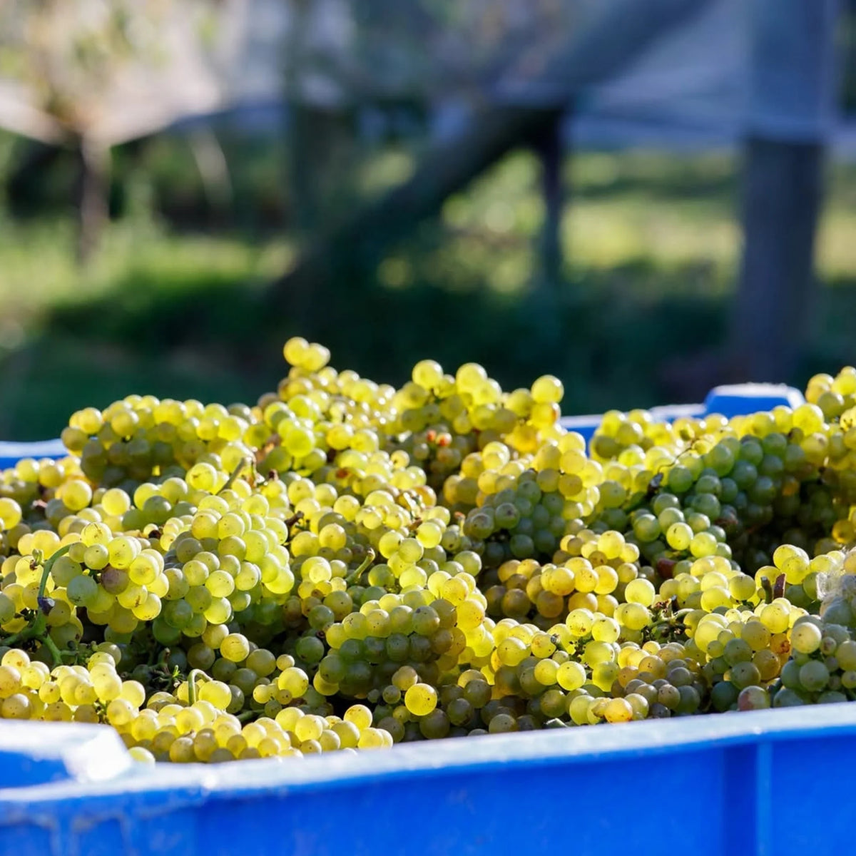 Te Mata Estate Vineyards Pinot Noir 2024