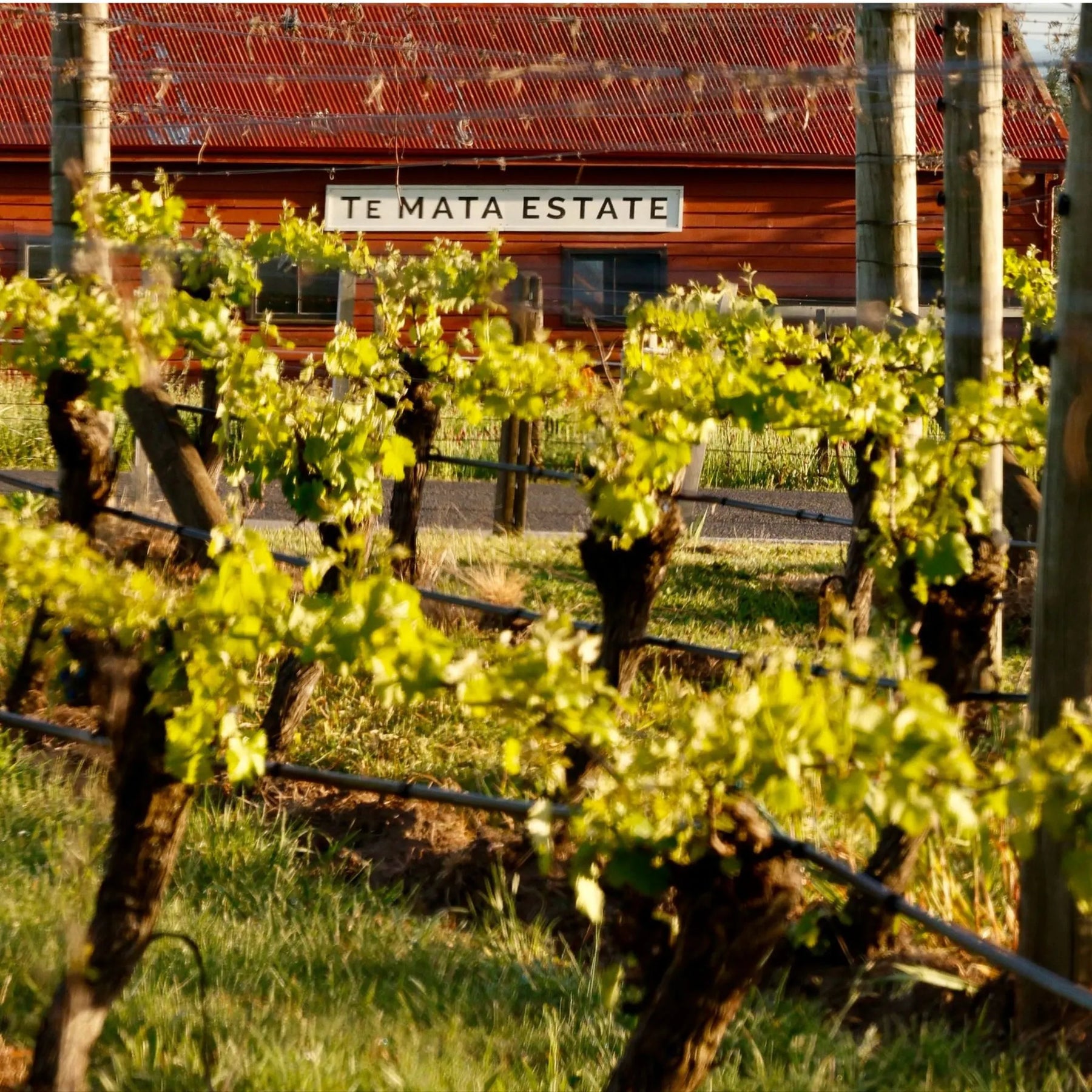 Te Mata Estate Vineyards Pinot Noir 2024