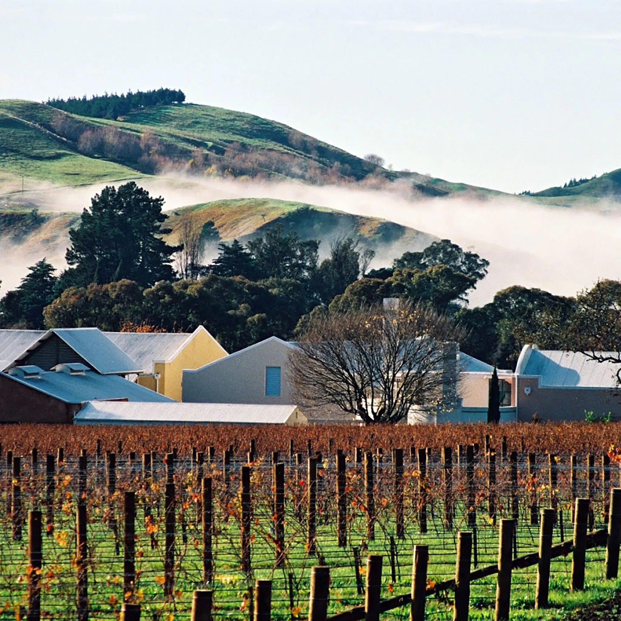 Te Mata Estate Vineyards Pinot Noir 2024