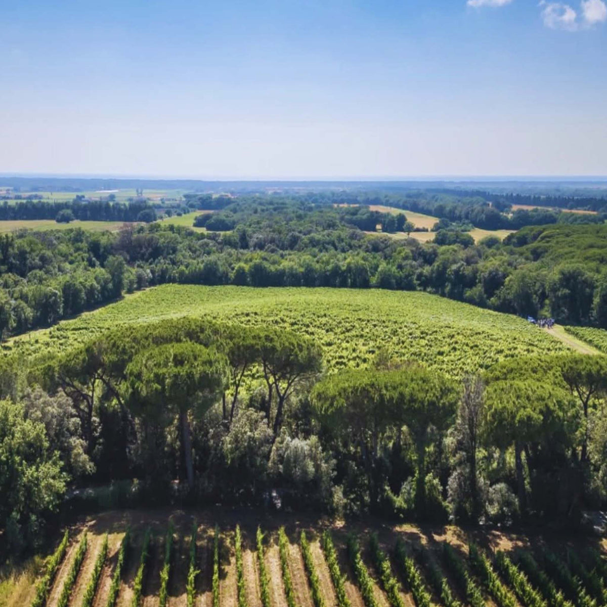 Tenuta San Guido Sassicaia DOC 2022