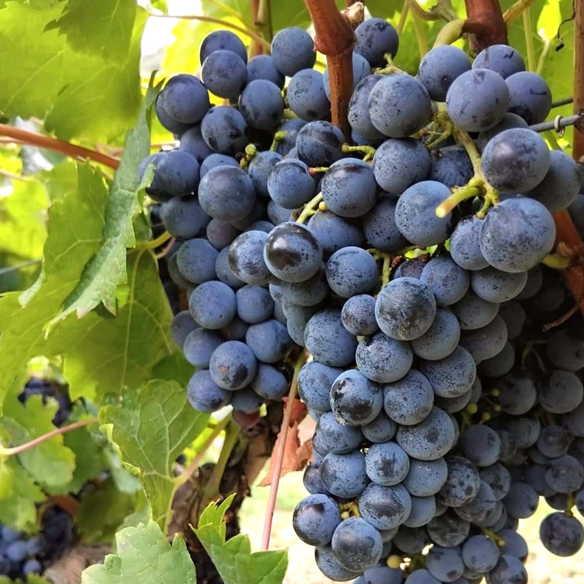 Tenuta San Guido Sassicaia DOC 2022