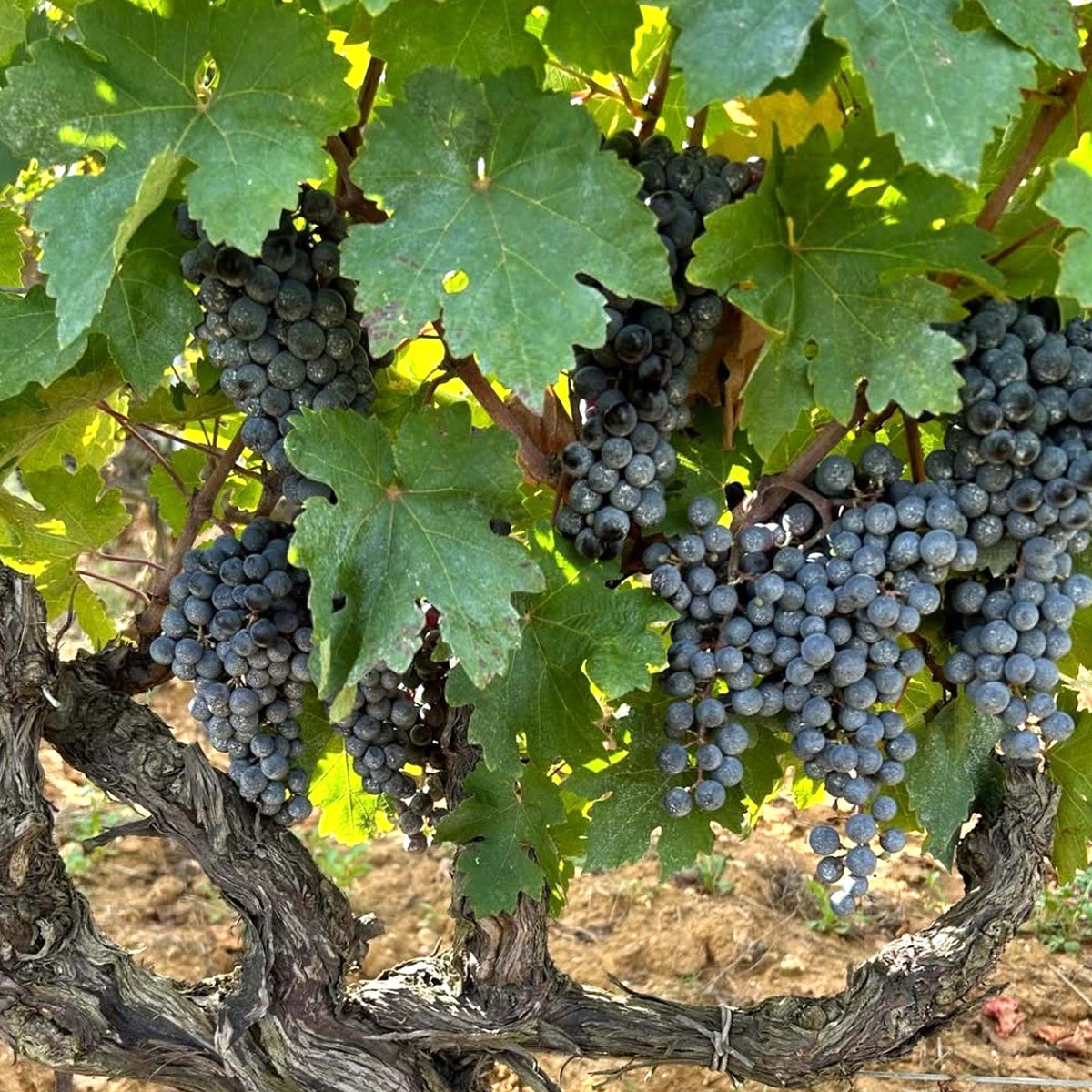Tenuta San Guido Guidalberto IGT 2023
