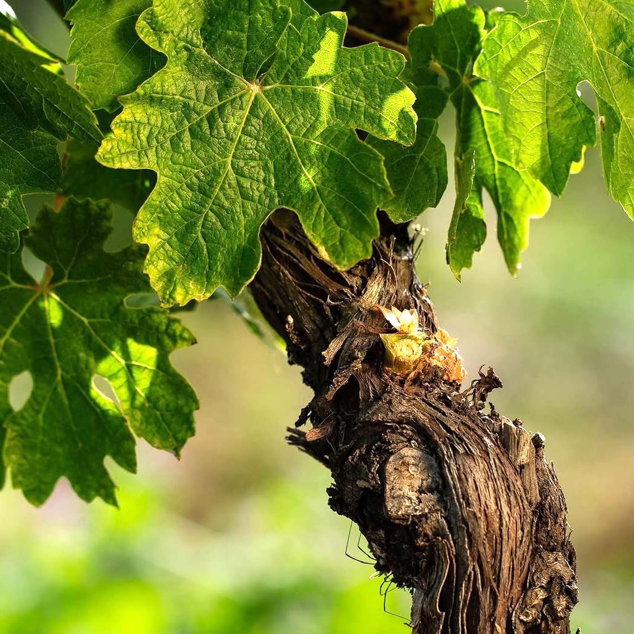 Tenuta San Guido Guidalberto IGT 2023