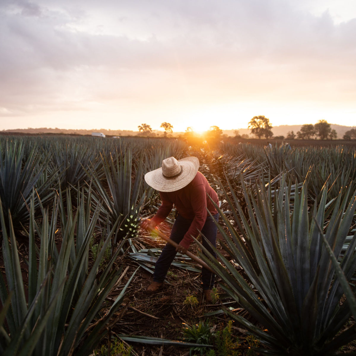 Tequila Ocho Plata 750ml
