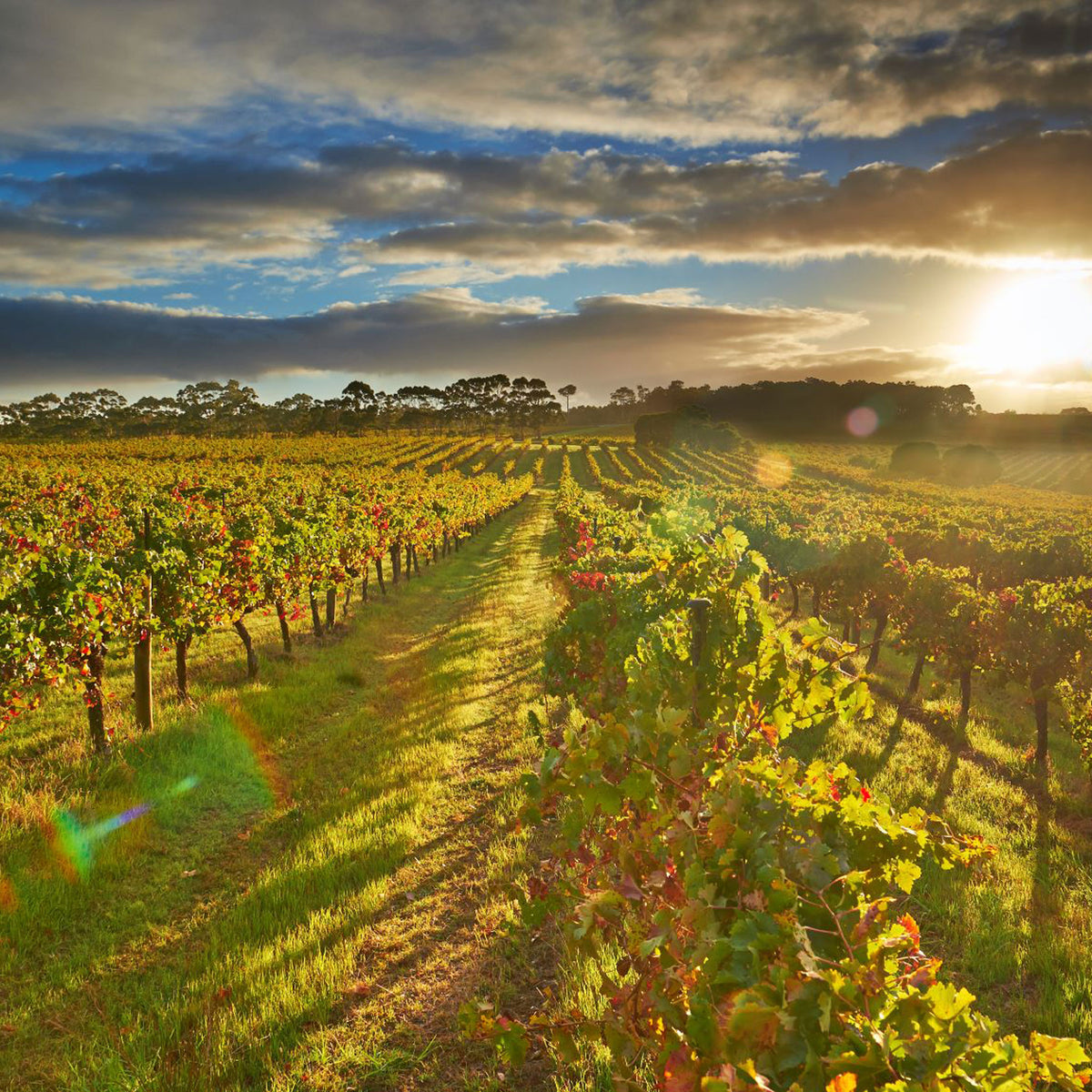 Leeuwin Estate Art Series Chardonnay 2021 1.5L