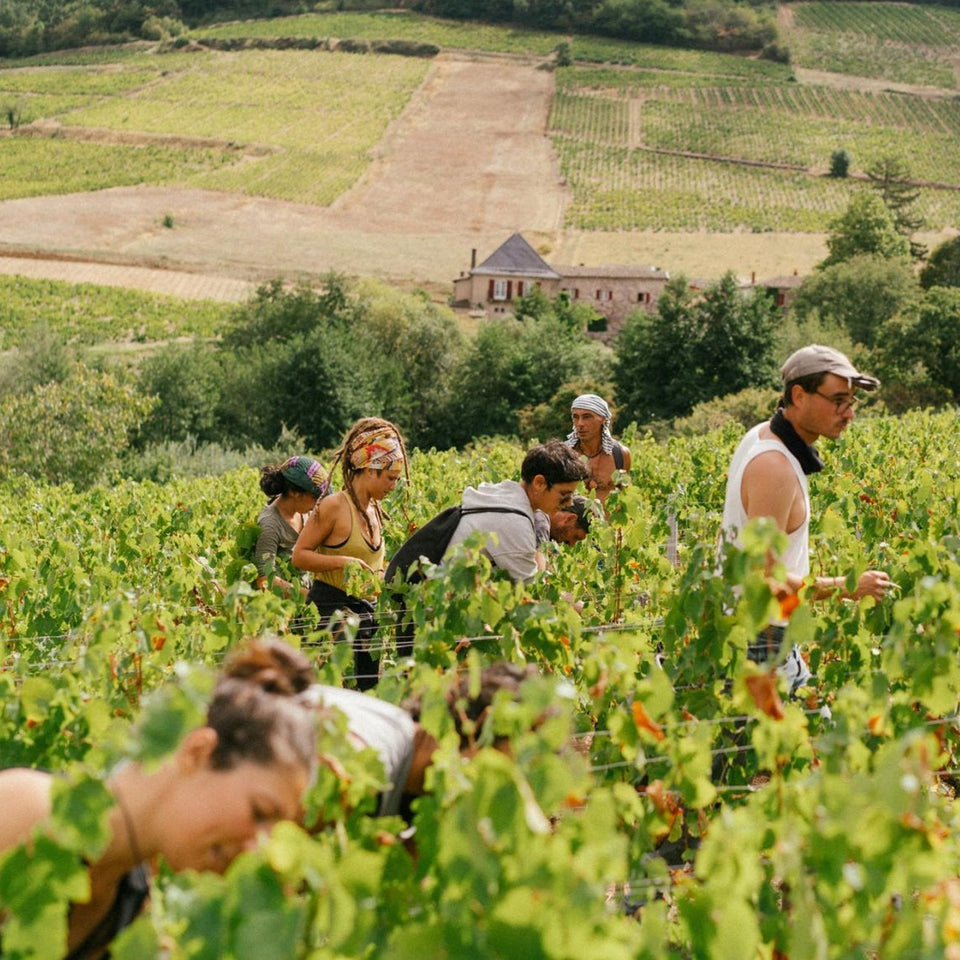 The Vineyard brand story