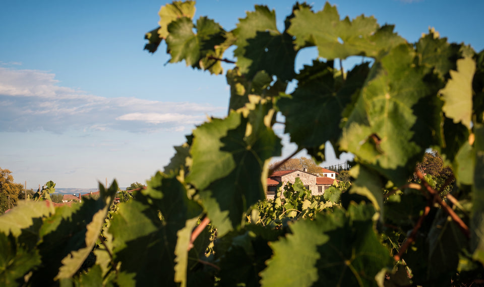 Thymiopoulos Vineyards brand story