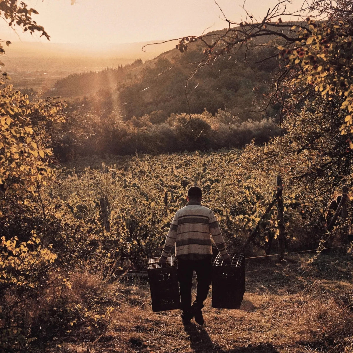 Thymiopoulos Vineyards Young Vines Xinomavro 2024