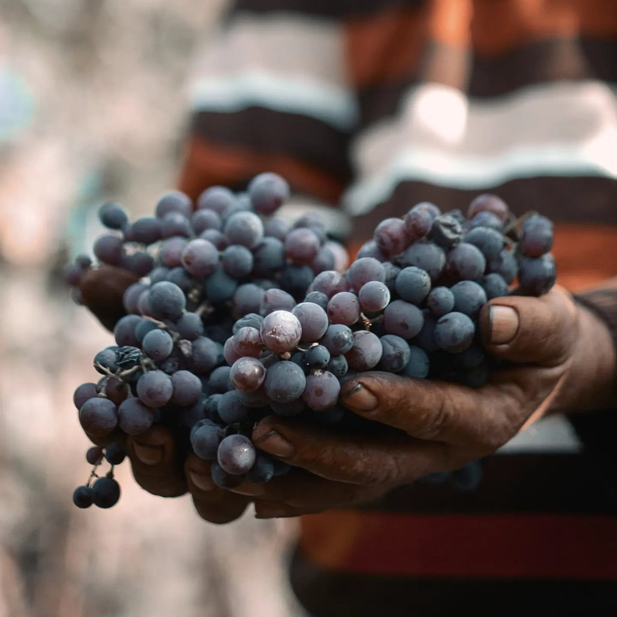 Thymiopoulos Vineyards Young Vines Xinomavro 2024