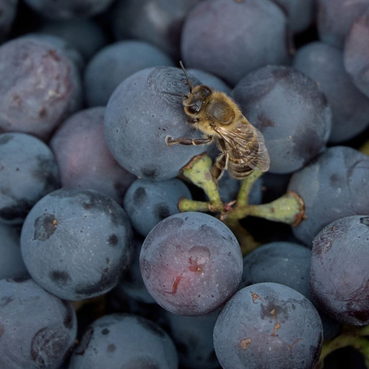 Thymiopoulos Vineyards Young Vines Xinomavro 2024