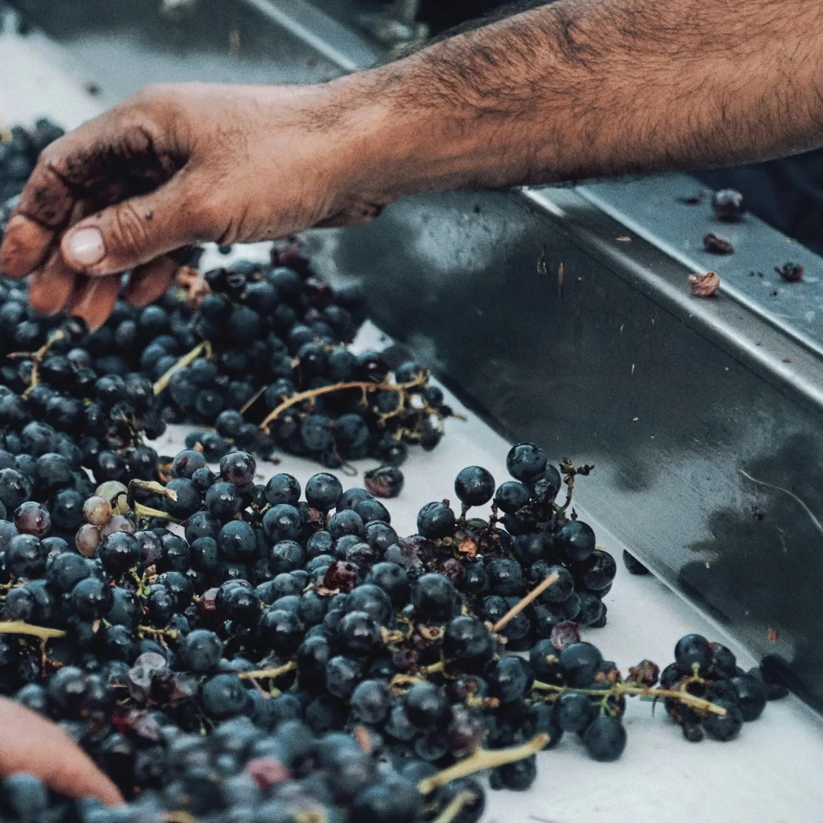 Thymiopoulos Vineyards Young Vines Xinomavro 2024