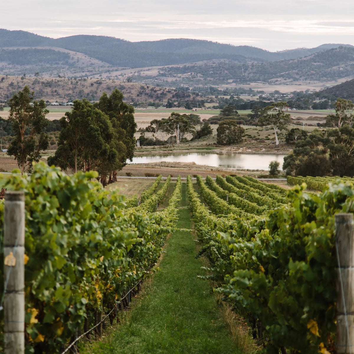 Tolpuddle Chardonnay 2025