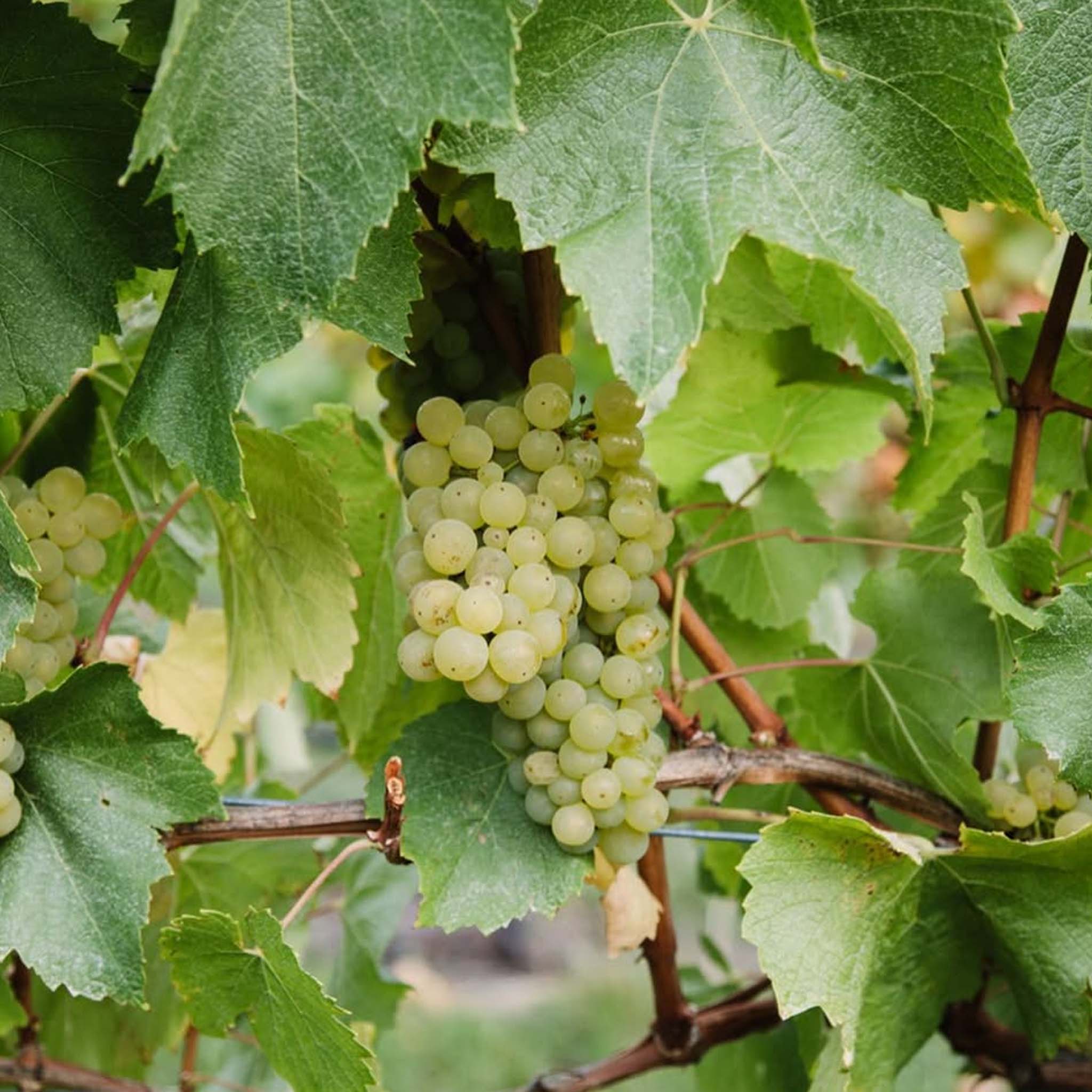 Philosophy | Tolpuddle