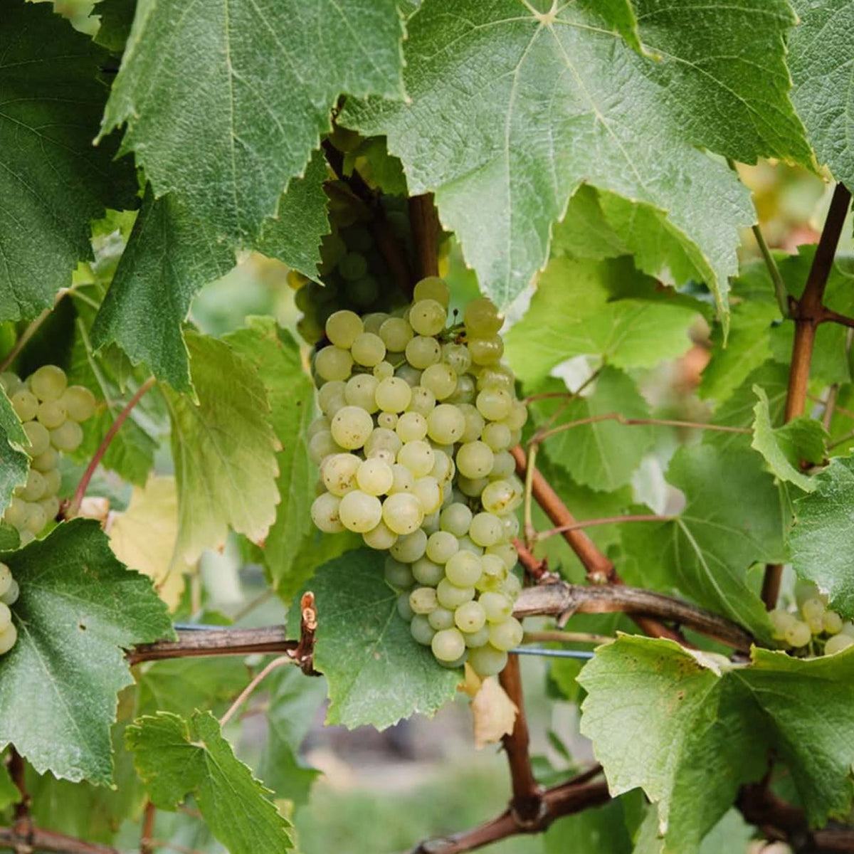 Tolpuddle Chardonnay 2024