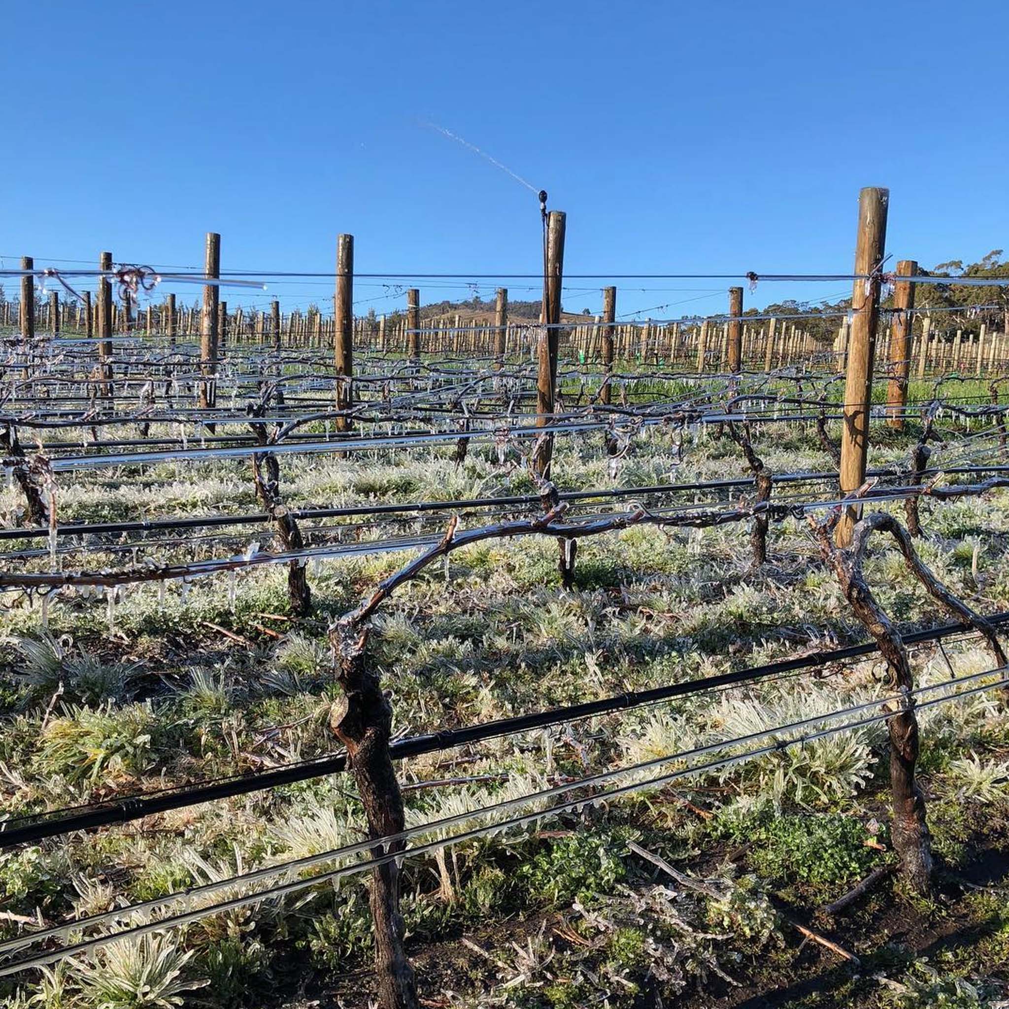 Tolpuddle Pinot Noir 2024