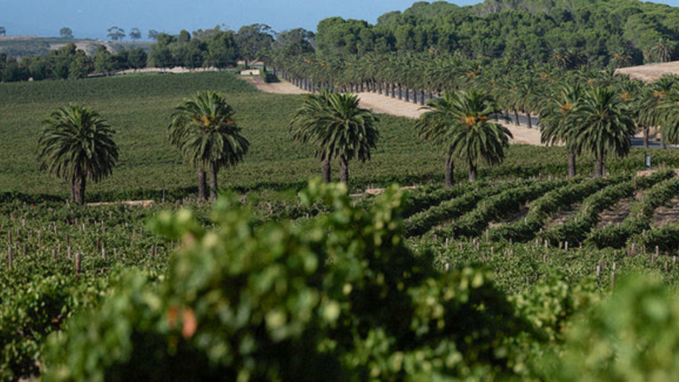 Vineyard brand story