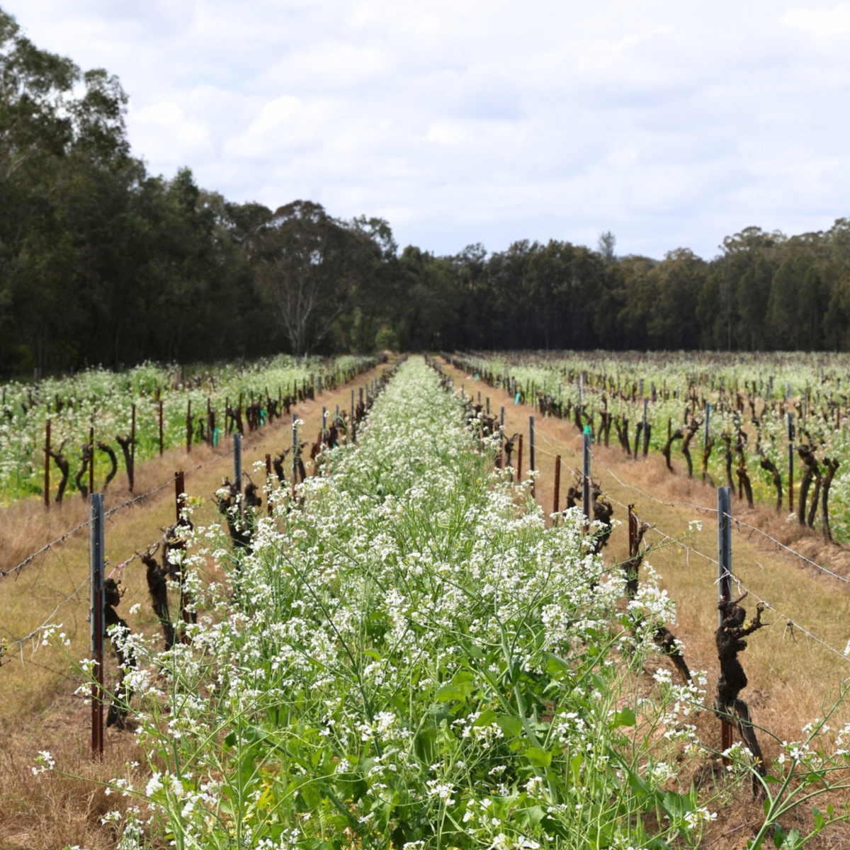 Tyrrell's Belford Chardonnay 2025