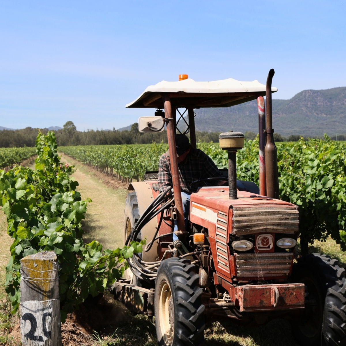 Tyrrell's Belford Chardonnay 2025