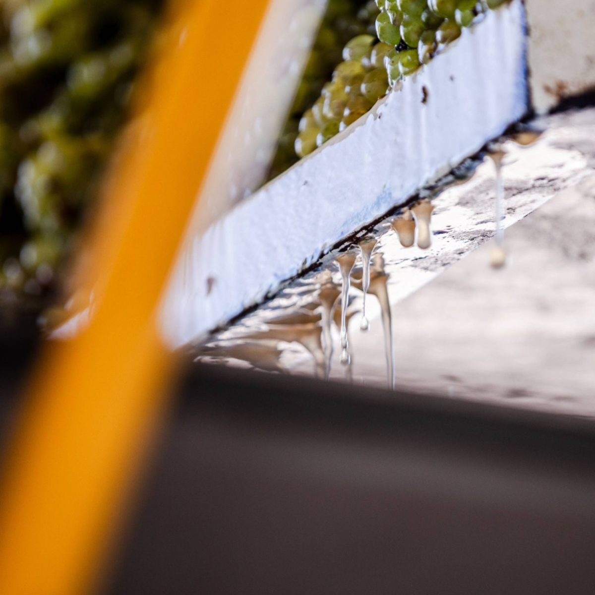 Tyrrell's Belford Chardonnay 2025