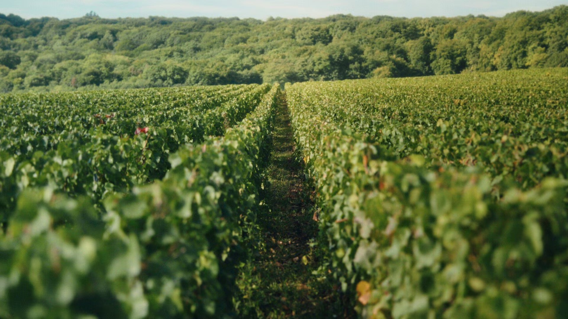 The Vineyard | Veuve Clicquot