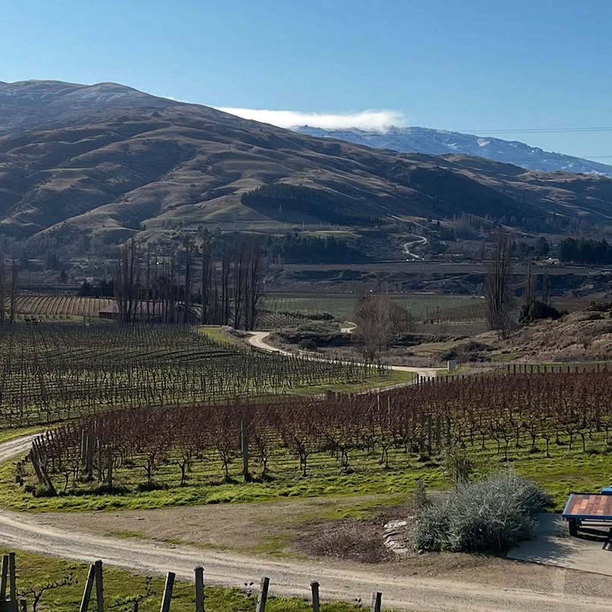 Valli Bendigo Vineyard Pinot Noir 2023
